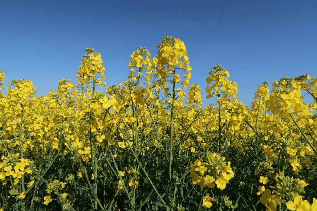 The highest standards of compliance. Our products and procedures meet and exceed FIAS assurance standards for fertiliser quality, safety and security.<p>Nitrasol liquid fertilisers are triple-filtered and fully premixed before dispatch to ensure trouble-free application all the way to the nozzle.   