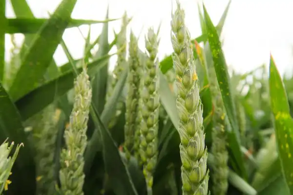 The combination of immediately available nitrate with more sustained release from ammonium and ureic sources of nitrogen coupled with sulphure from sulphate and thiosulphate sources provides superior nutrition with ph-balanced fertilisers of exceptional clarity & purity.