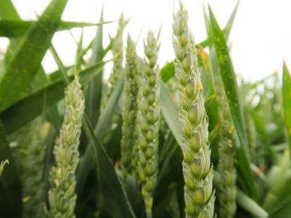 Introducing Nitrasol 30N+Sulphur: The Next Generation of Nitrogen Efficiency