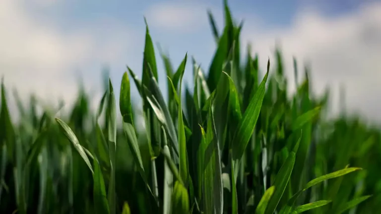 Liquid fertiliser application