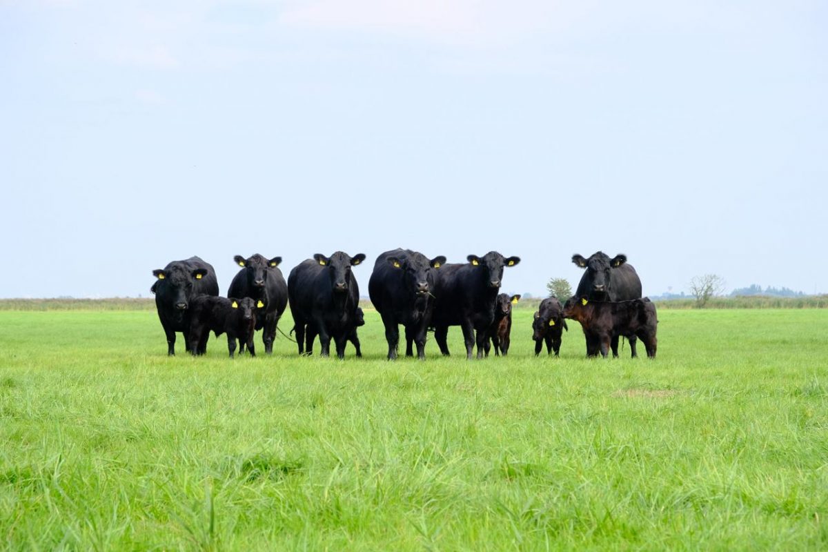 Fertiliser Application Rates for Grassland – A Farmer’s Guide