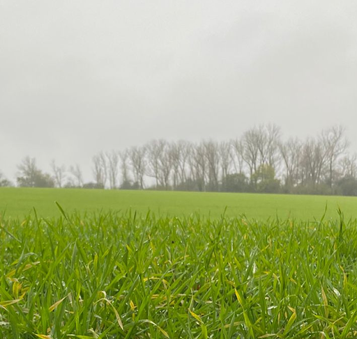 Building an Efficient First-Pass Nutrition Plan for Cereals