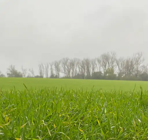 Building an Efficient First-Pass Nutrition Plan for Cereals