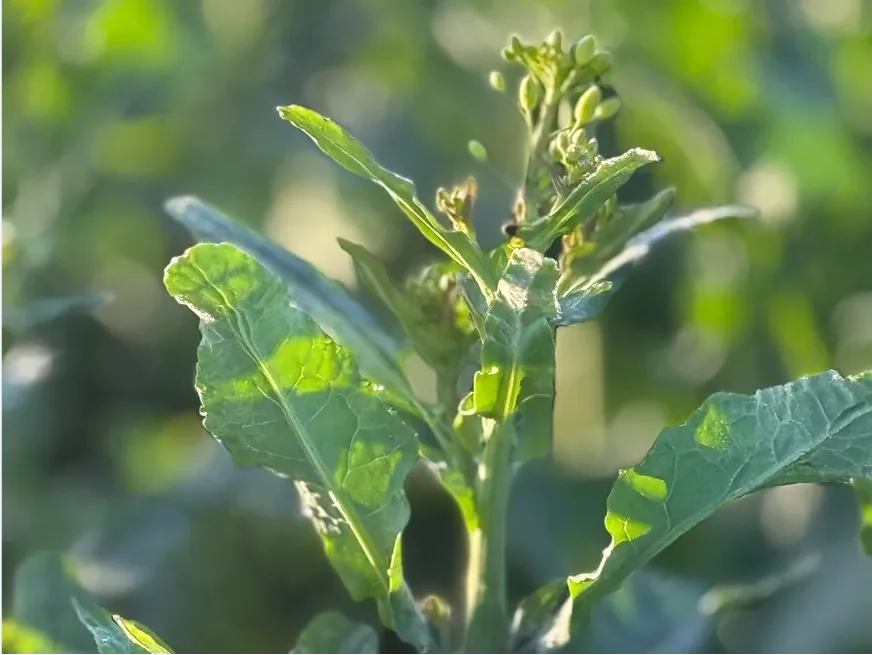 Built on Nutrition, Proven on Yield