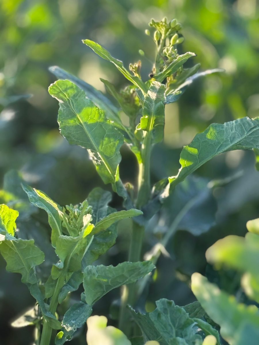What Early Crop Growth Tells You About Nitrogen Efficiency
