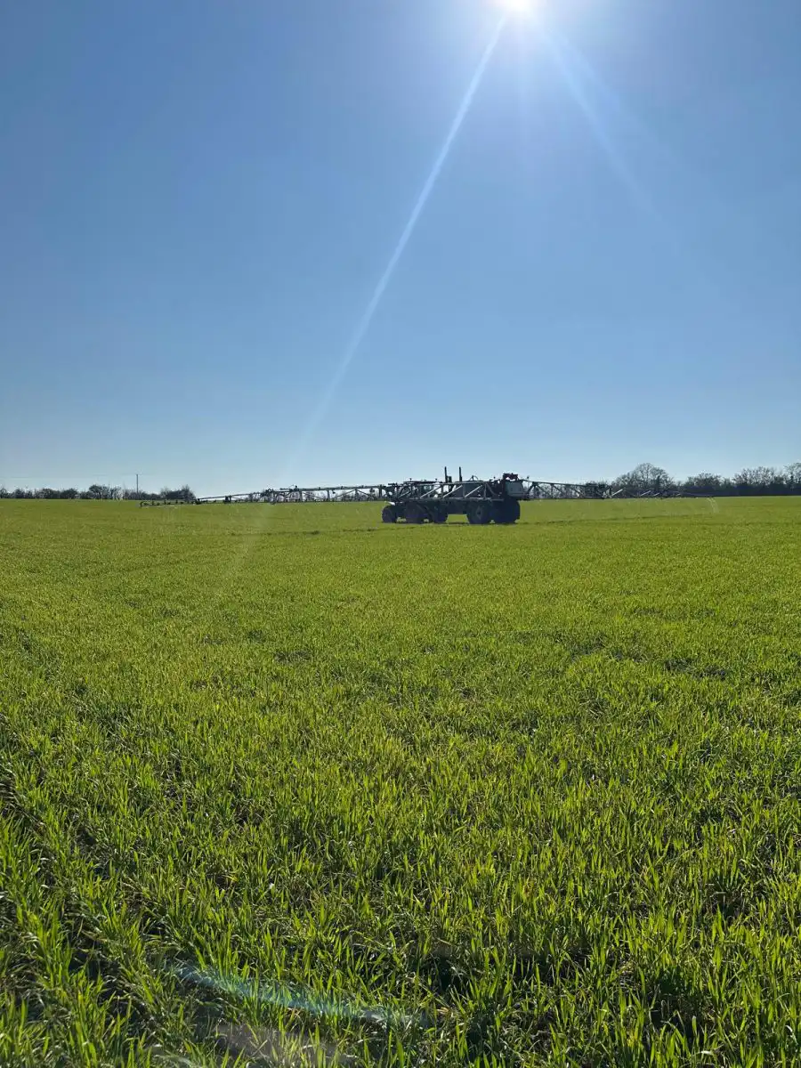 When Protected Nitrogen Becomes Relevant in Spring