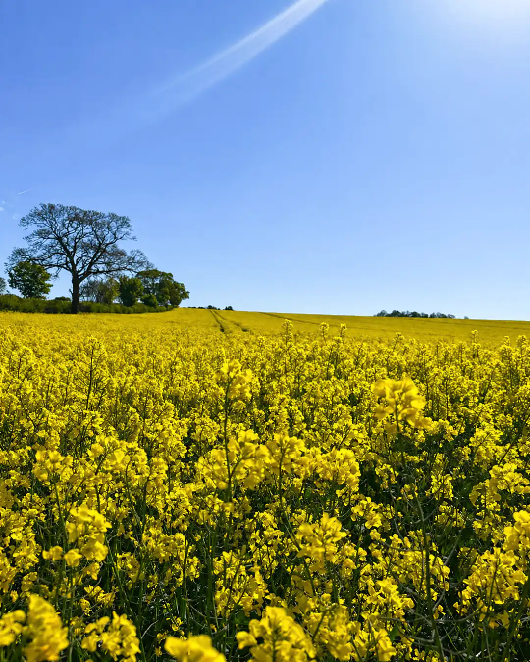 Why Balanced Nitrogen and Sulphur Matters for Final Applications