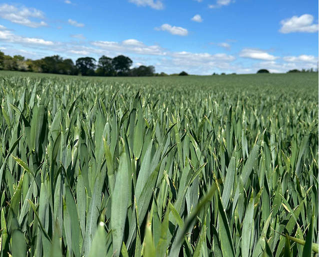 Built on Nutrition, Proven on Yield