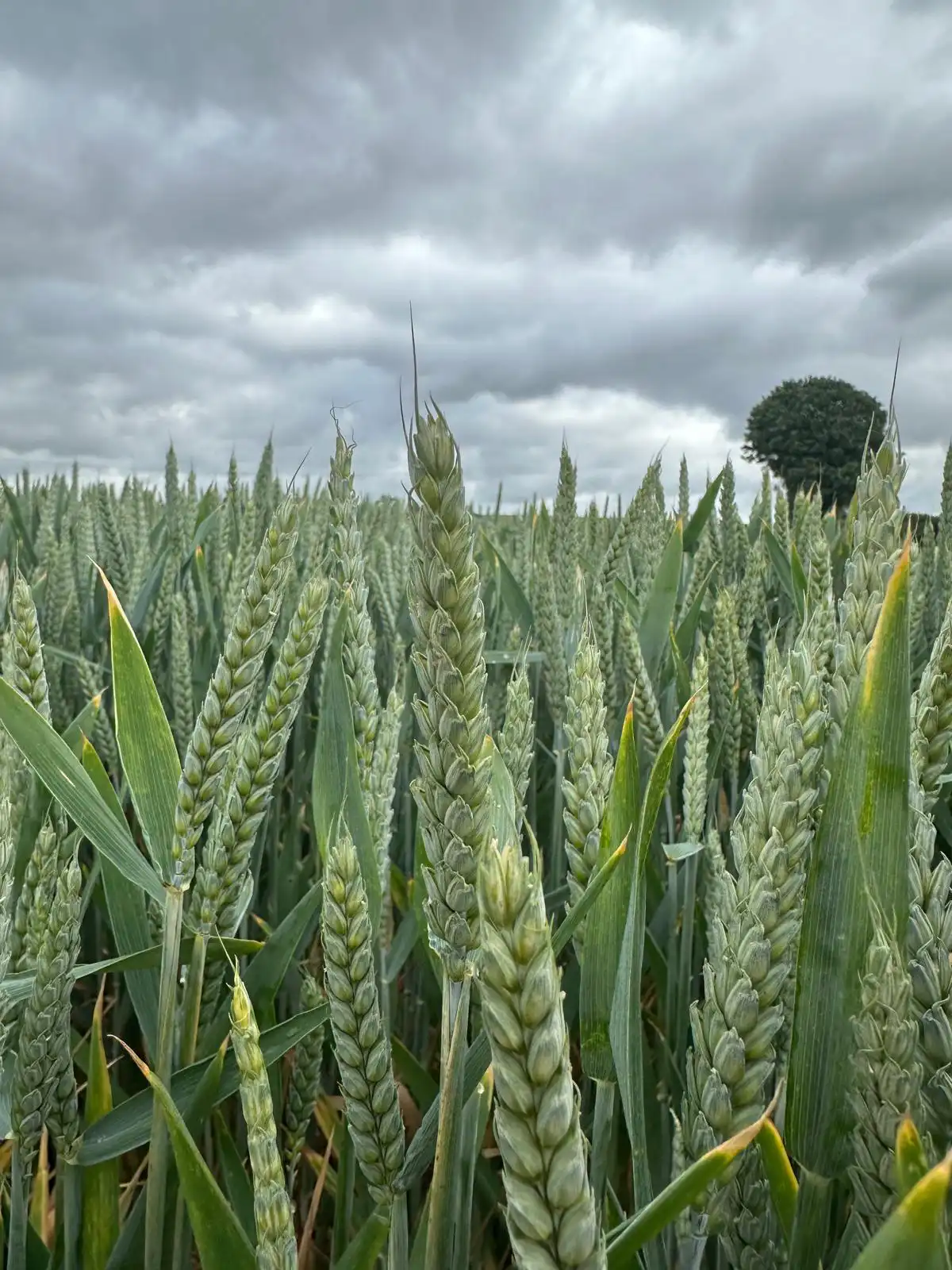 Getting the Most From Final Nitrogen Applications