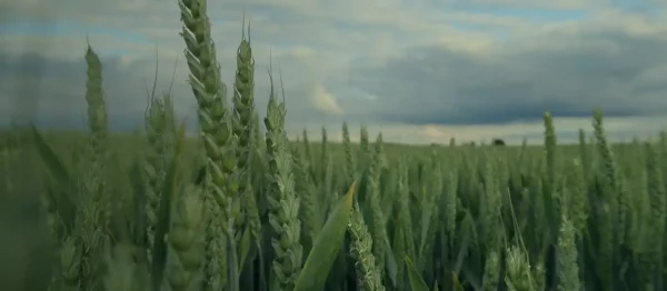 Foliar Nitrogen & Micronutrient Solutions