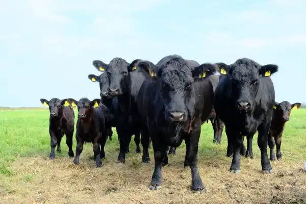 Grasslands Nutrition