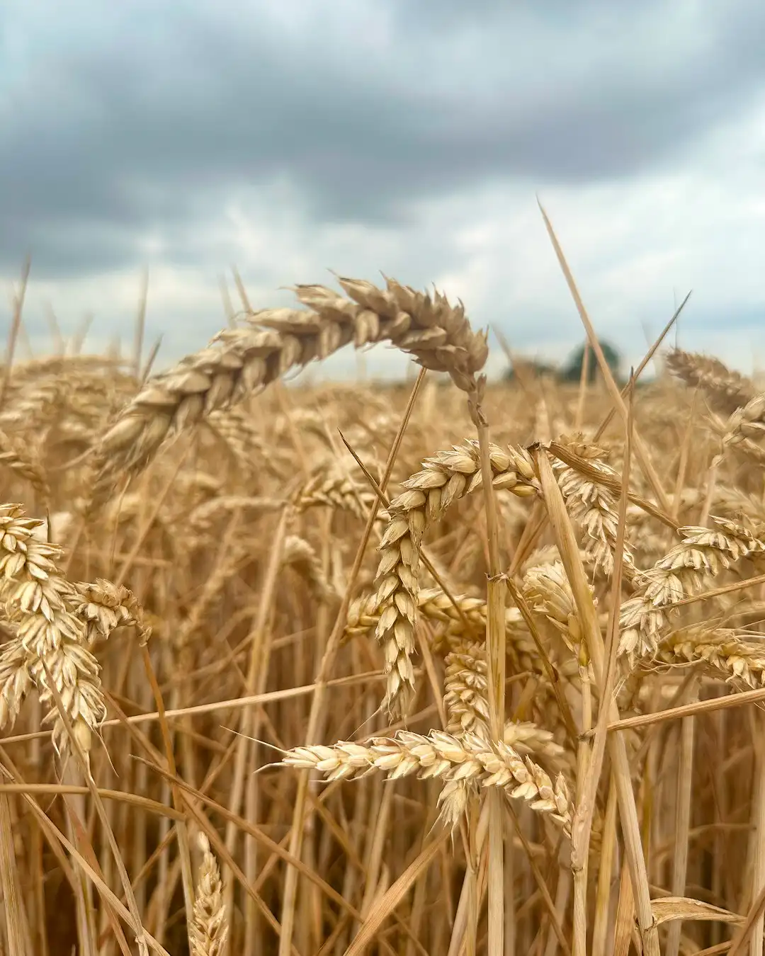 Protein Outcomes And Mid-Season Nutrition Decisions